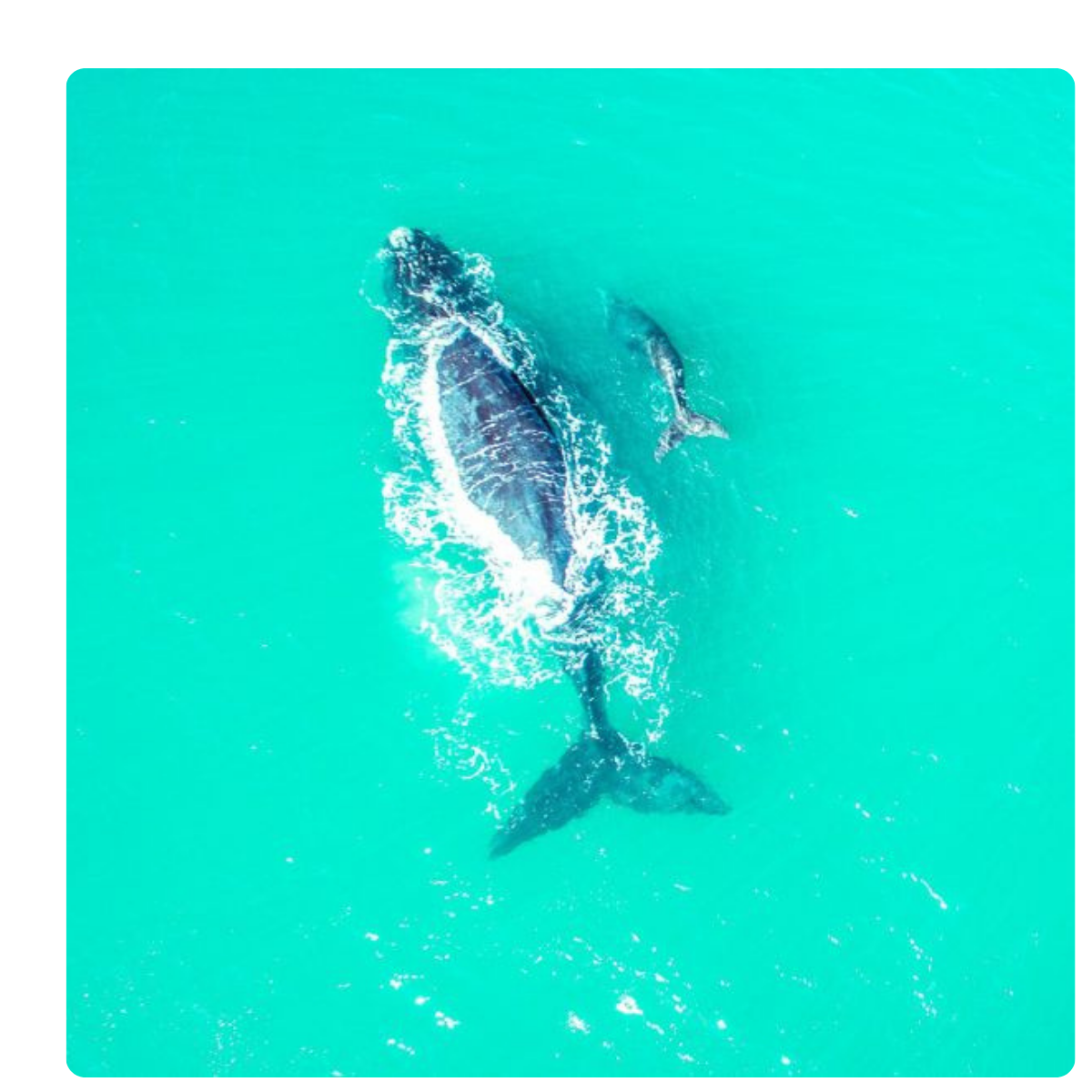 Logo Pousada do Mica (4)